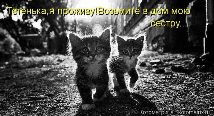 Лучшие котоматрицы недели