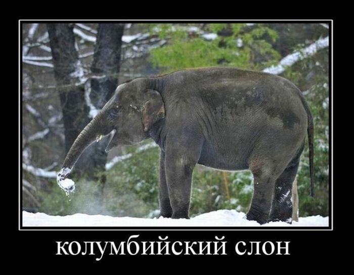 Демотиваторы