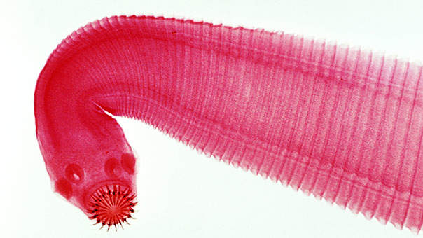 Красивая. Стройная. Мертвая. Несколько самых экстравагантных, опасных и тошнотворных способов похудения, которые применяли наши креативные предки Красивая. Стройная. Мертвая. Несколько самых экстравагантных, опасных и тошнотворных способов похудения, которые применяли наши креативные предки