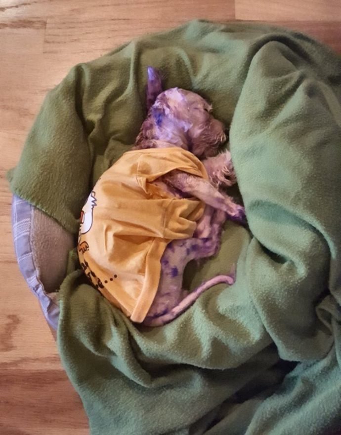 'А мне фиолетово!' Тот, кто покрасил собачку в ядовитый цвет, не представлял, что будет дальше! 'А мне фиолетово!' Тот, кто покрасил собачку в ядовитый цвет, не представлял, что будет дальше!