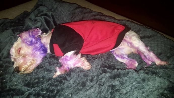 'А мне фиолетово!' Тот, кто покрасил собачку в ядовитый цвет, не представлял, что будет дальше! 'А мне фиолетово!' Тот, кто покрасил собачку в ядовитый цвет, не представлял, что будет дальше!