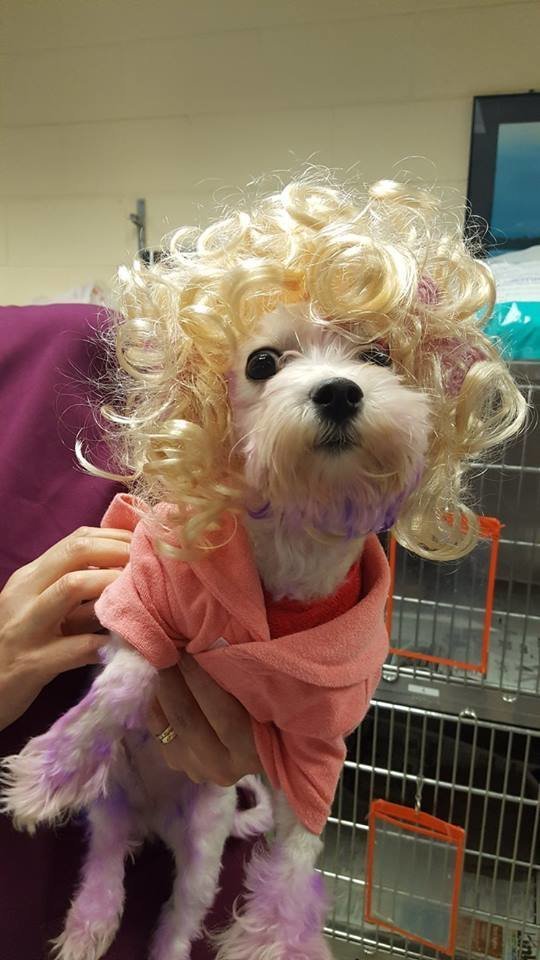 'А мне фиолетово!' Тот, кто покрасил собачку в ядовитый цвет, не представлял, что будет дальше! 'А мне фиолетово!' Тот, кто покрасил собачку в ядовитый цвет, не представлял, что будет дальше!