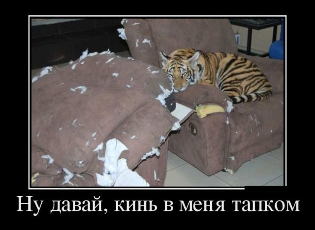 Демотиваторы