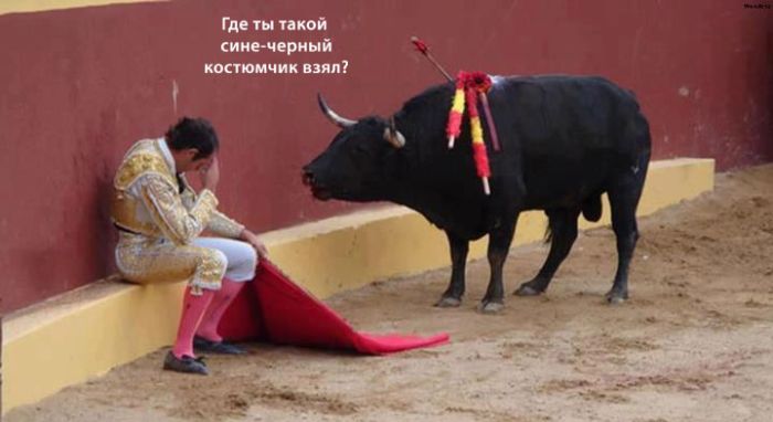 Порция картинок