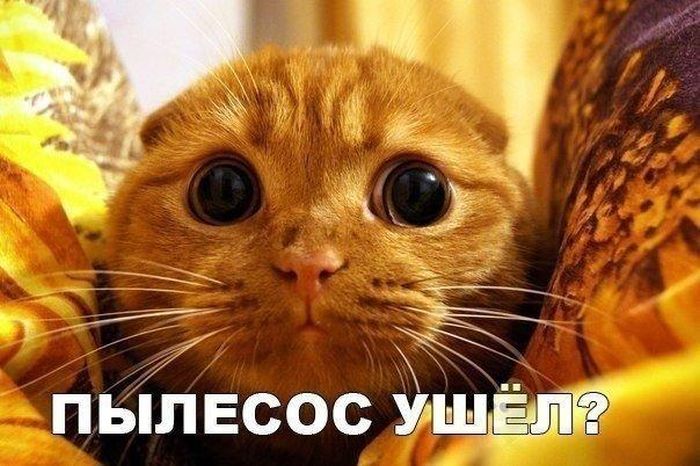 Порция картинок