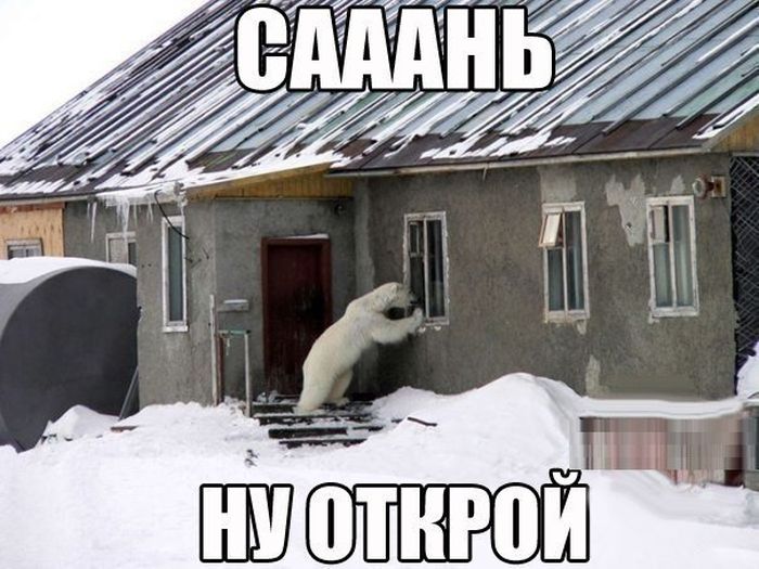 Порция картинок