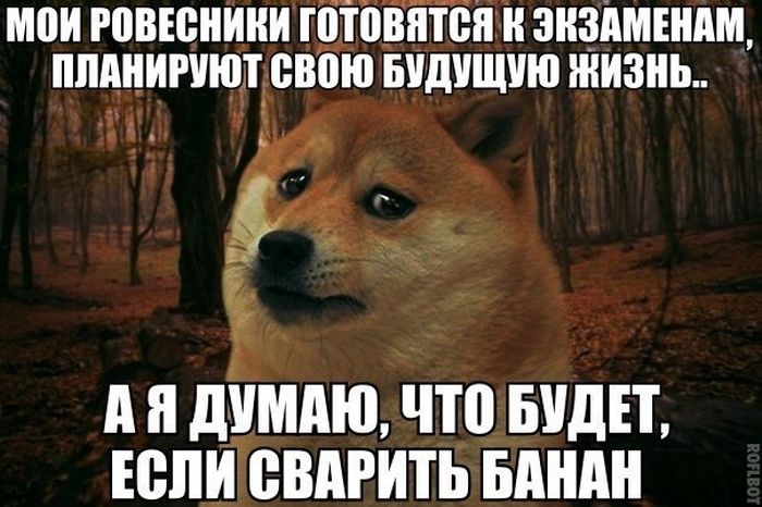 Порция картинок