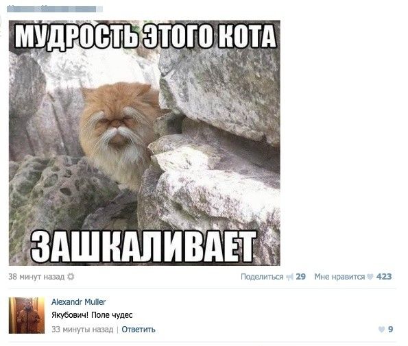 Приколы из социальных сетей