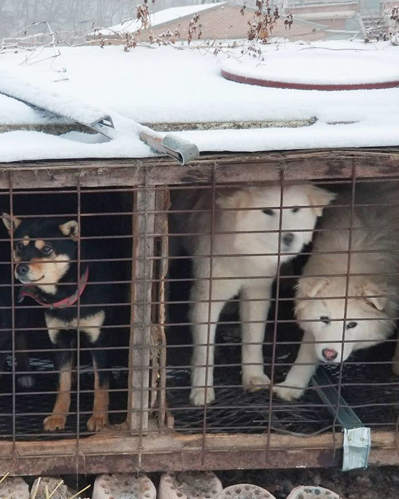 Олимпийский спортсмен спасает собак в Южной Корее Олимпийский спортсмен спасает собак в Южной Корее