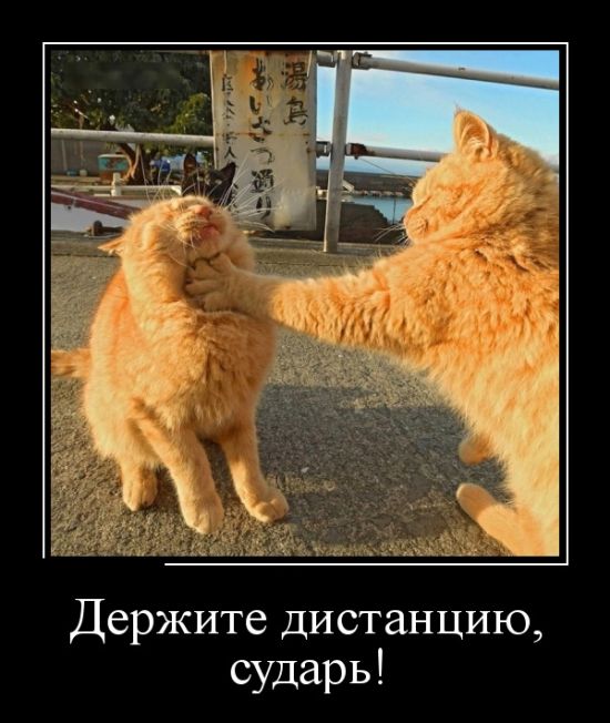 Демотиваторы