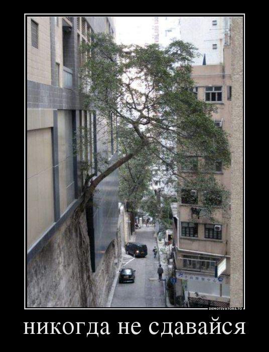 Демотиваторы