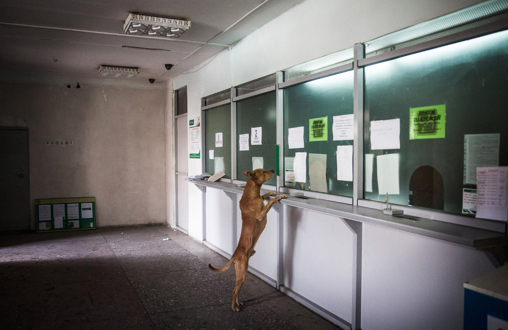 Животные в фотографиях
