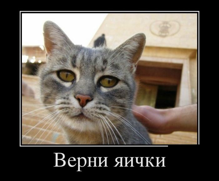 Демотиваторы