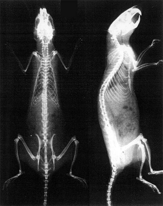 Всемирный день крысы: 25 увлекательных фотофактов из жизни грызунов Всемирный день крысы: 25 увлекательных фотофактов из жизни грызунов