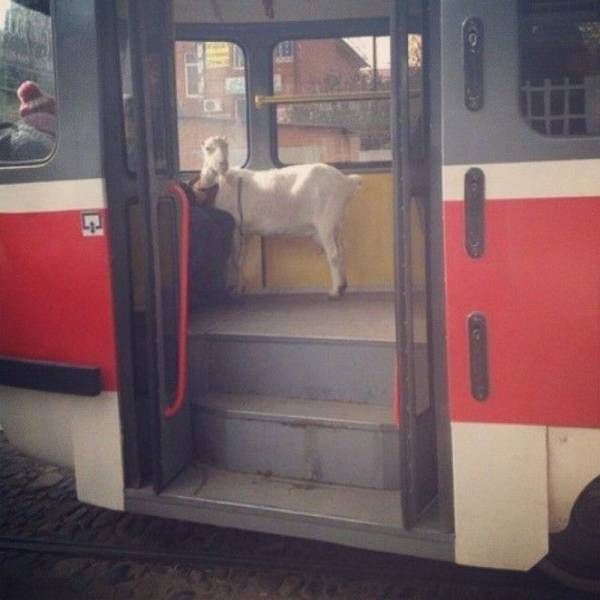 Прикольные картинки