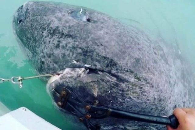 Гренландская акула оказалась старейшим позвоночным на планете