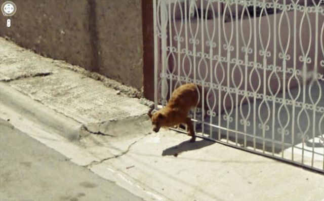 Подборка фотографий от Google Street