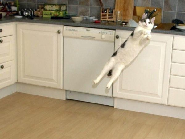 Забавные и симпатичные котики