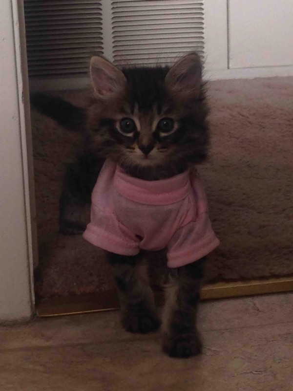 Забавные и симпатичные котики