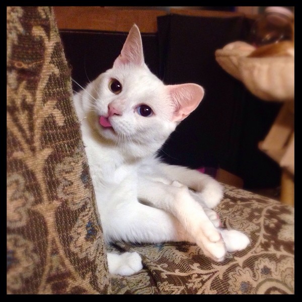 Забавные и симпатичные котики