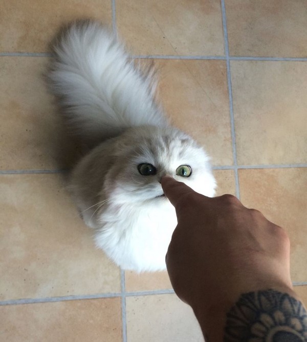 Забавные и симпатичные котики