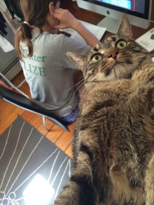Забавные и симпатичные котики