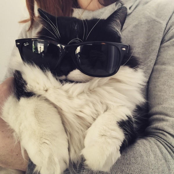 Забавные и симпатичные котики