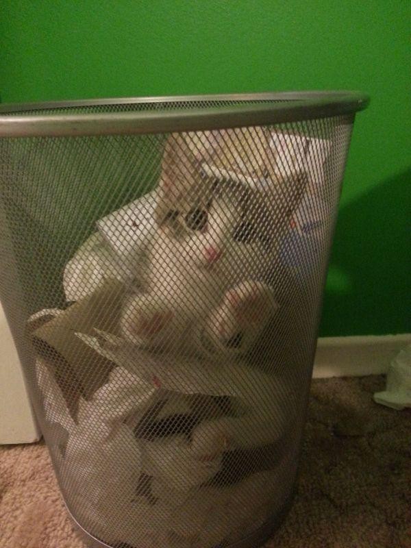 Забавные и симпатичные котики