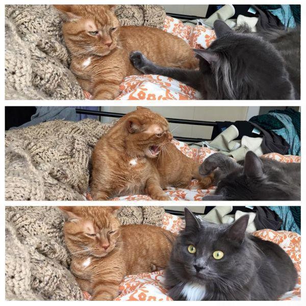 Забавные и симпатичные котики