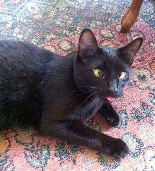 Забавные и симпатичные котики