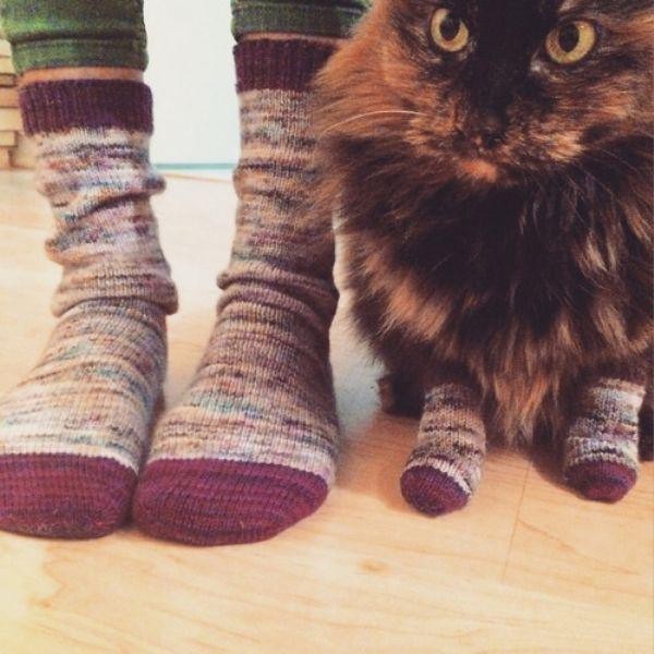 Забавные и симпатичные котики
