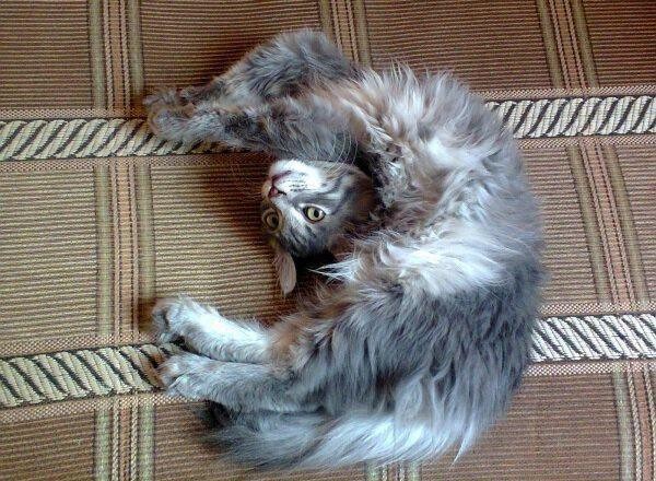 Забавные и симпатичные котики