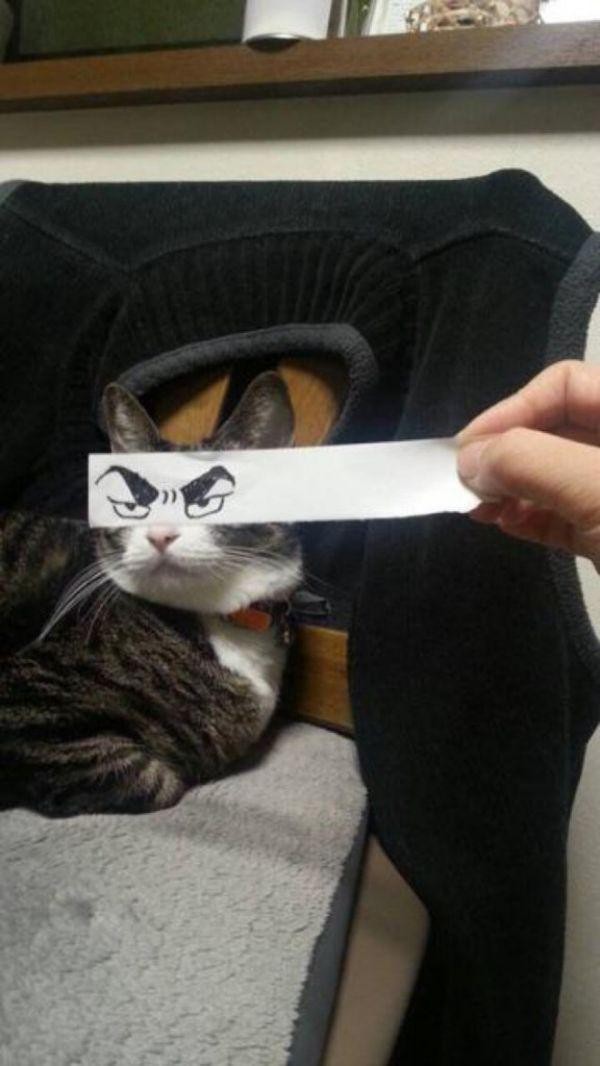 Забавные и симпатичные котики