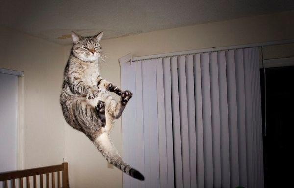 Забавные и симпатичные котики