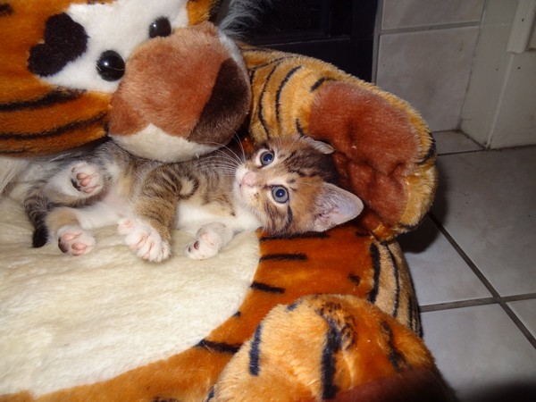 Забавные и симпатичные котики