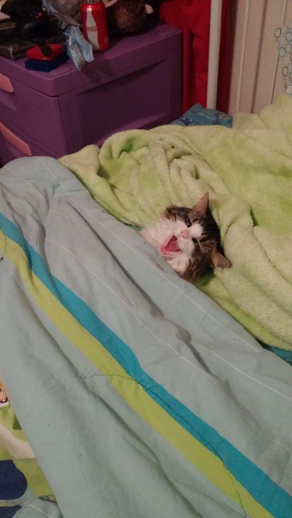 Забавные и симпатичные котики