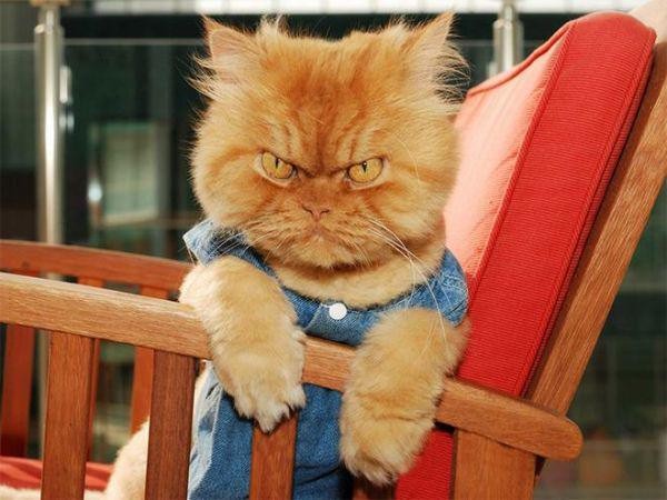 Забавные и симпатичные котики