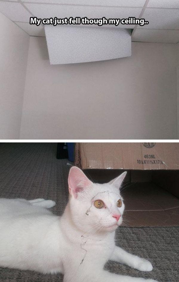 Забавные и симпатичные котики