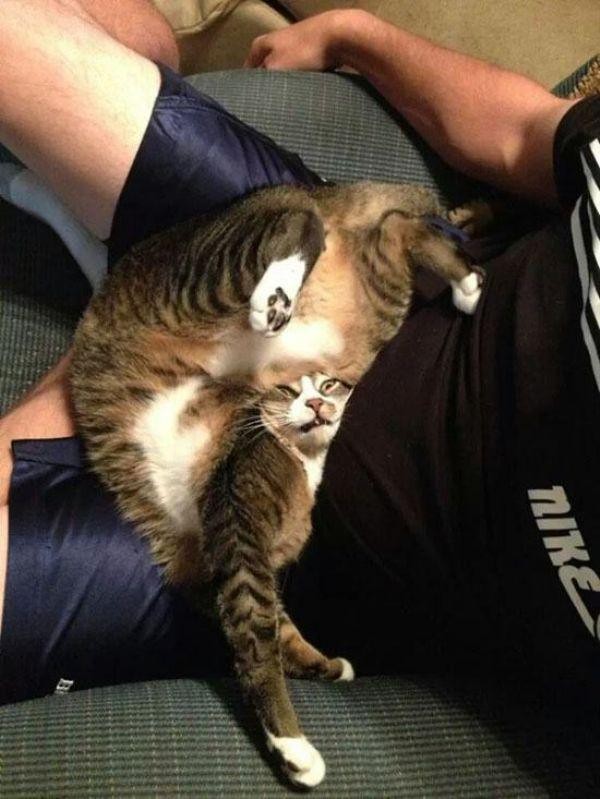 Забавные и симпатичные котики