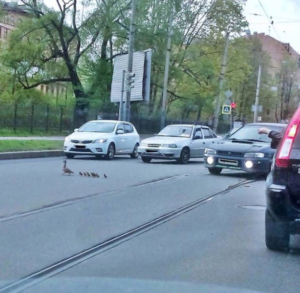Прикольные картинки
