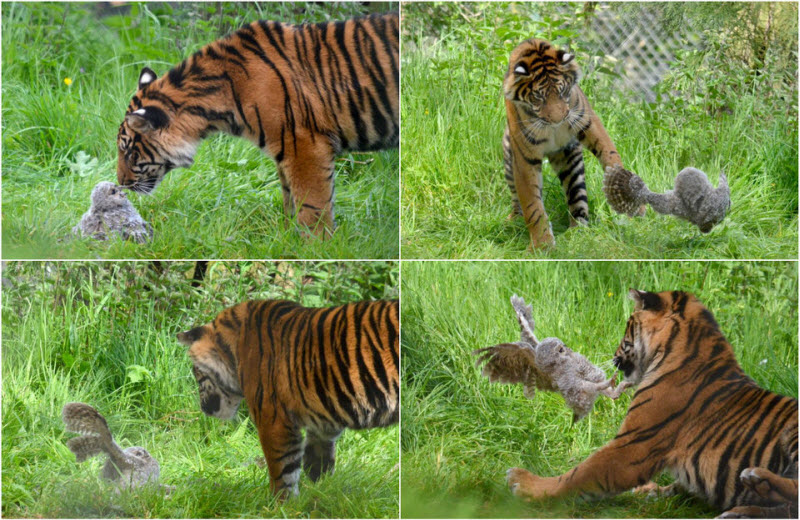 Совенок упал в вольер к молодому тигру