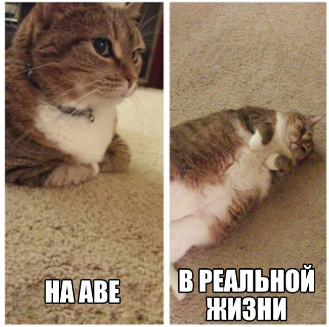 Прикольные картикни