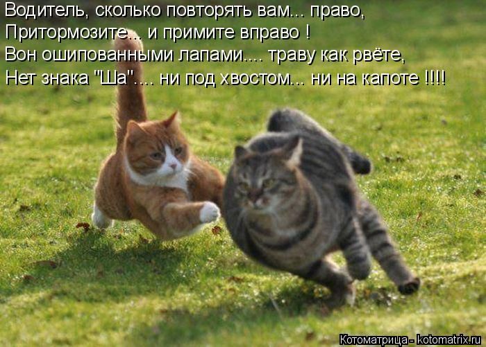Лучшие котоматрицы недели