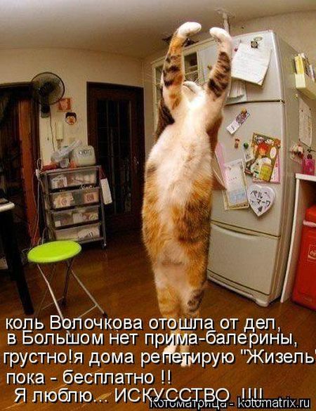 Лучшие котоматрицы недели