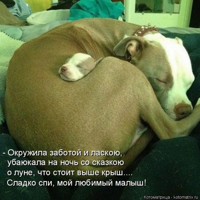 Лучшие котоматрицы недели