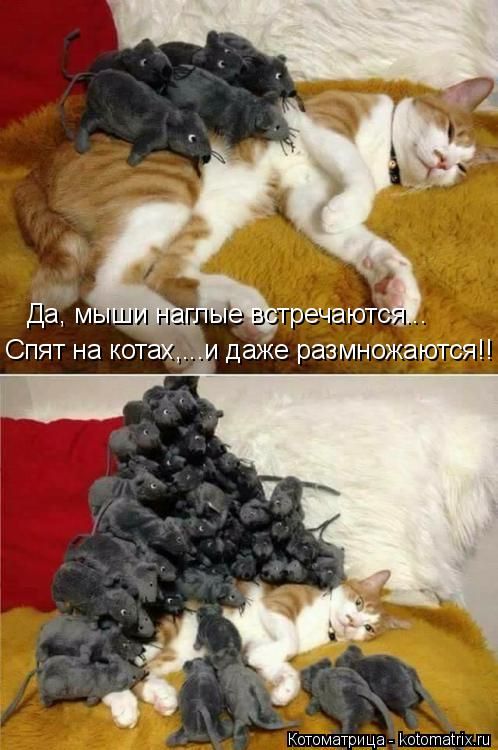 Лучшие котоматрицы недели