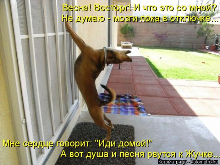 Лучшие котоматрицы недели