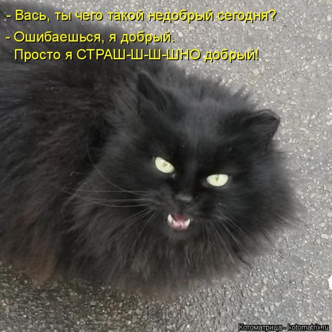 Лучшие котоматрицы недели