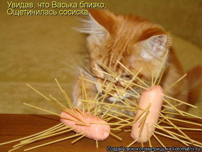 Лучшие котоматрицы недели