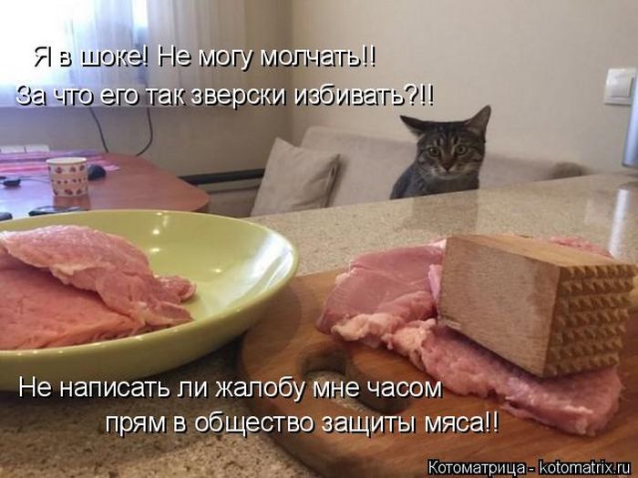 Лучшие котоматрицы недели